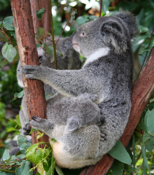  عکس کوالا برای پروفایل