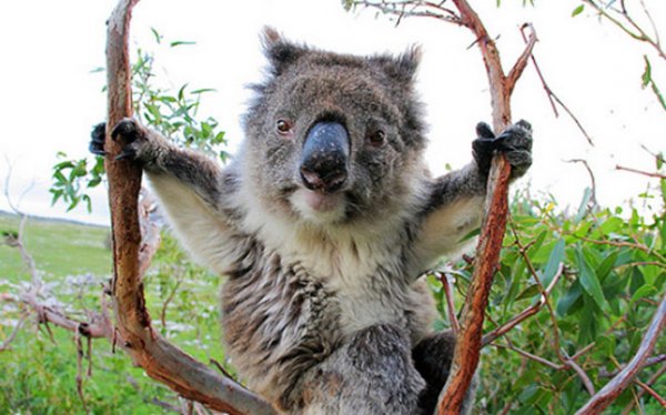  عکس کوالا برای پروفایل