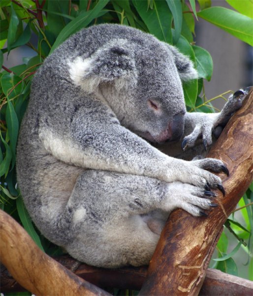  عکس کوالا برای پروفایل