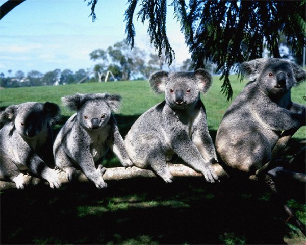  عکس کوالا برای پروفایل