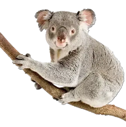  عکس کوالا فانتزی برای پروفایل