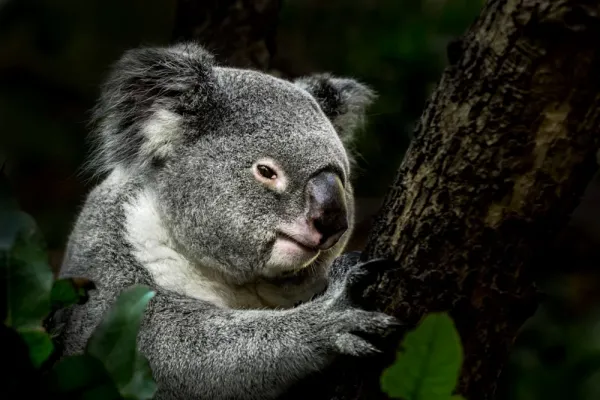  عکس کوالا خسته