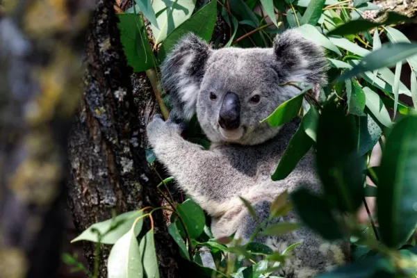  عکس کوالا خسته