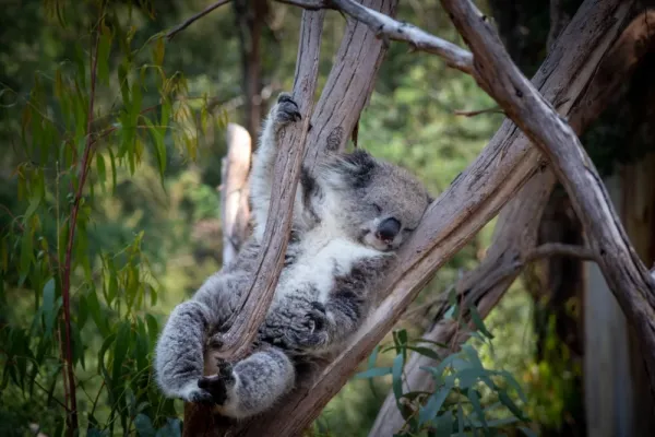  عکس کوالا خسته