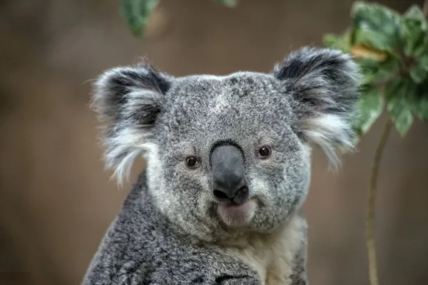  عکس کوالا خسته