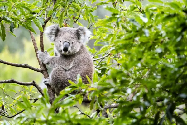  عکس کوالا خسته