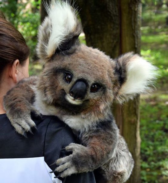 عکس کوالا کارتونی