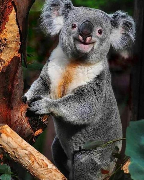 عکس کوالا کارتونی