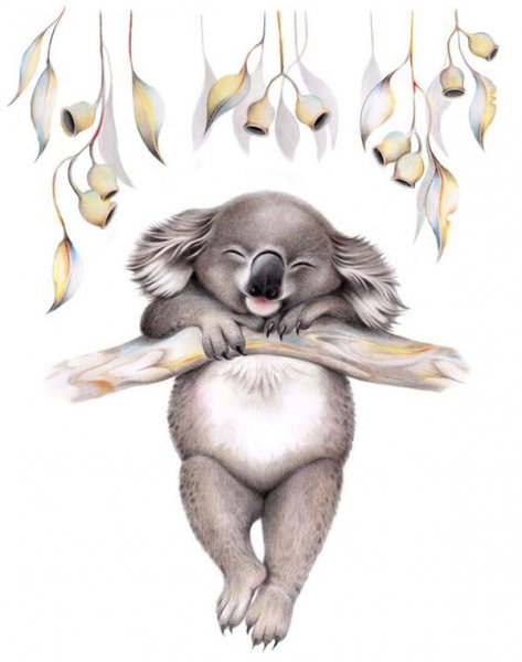 عکس کوالا کارتونی