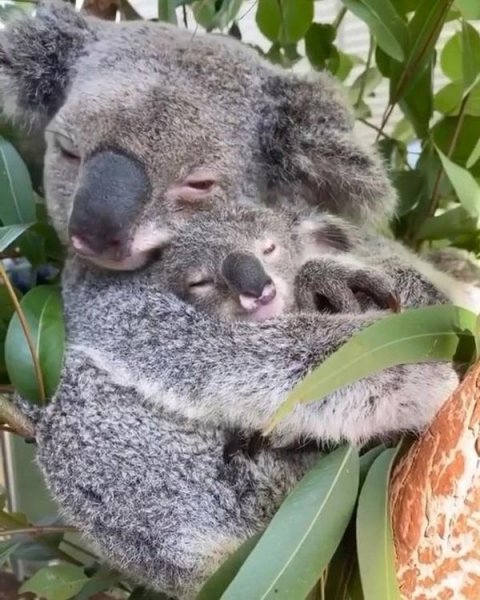 عکس کوالا کارتونی