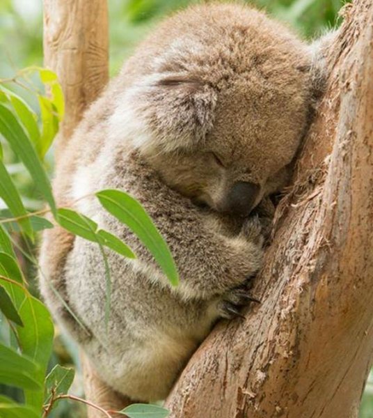 عکس کوالا کارتونی