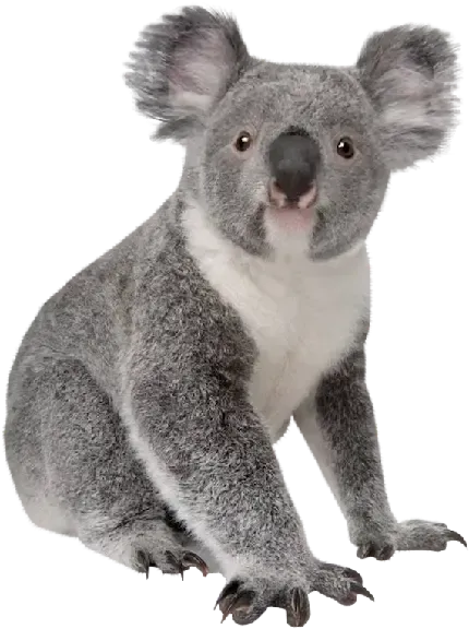  عکس کوالا کارتونی