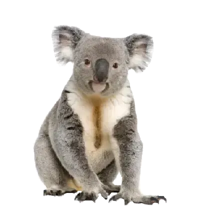  عکس کوالا کارتونی