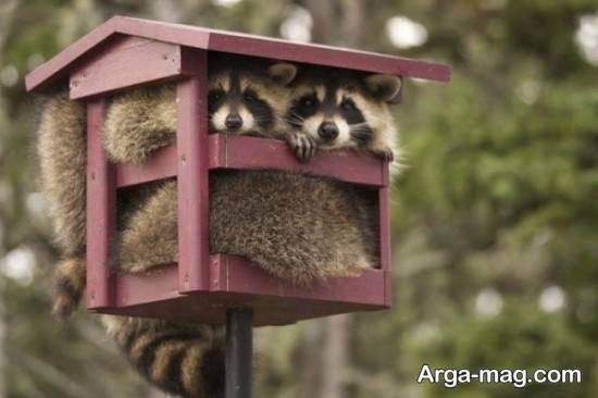 عکس حیوان راکون واقعی