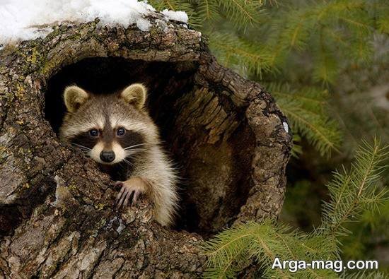  عکس حیوان راکون واقعی