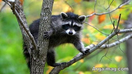  عکس حیوان راکون واقعی