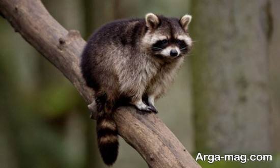  عکس حیوان راکون واقعی