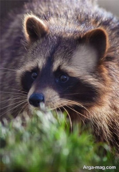  عکس حیوان راکون واقعی