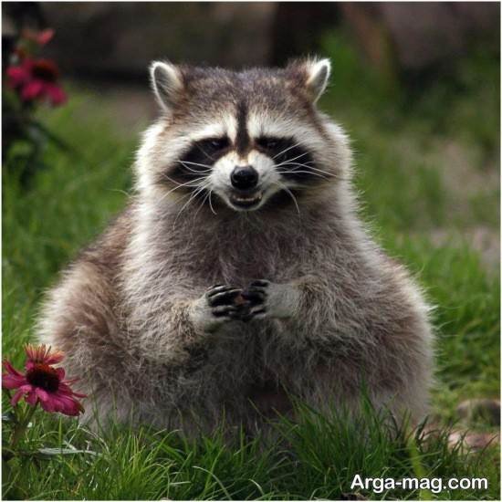  عکس حیوان راکون واقعی