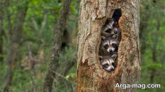  عکس حیوان راکون واقعی