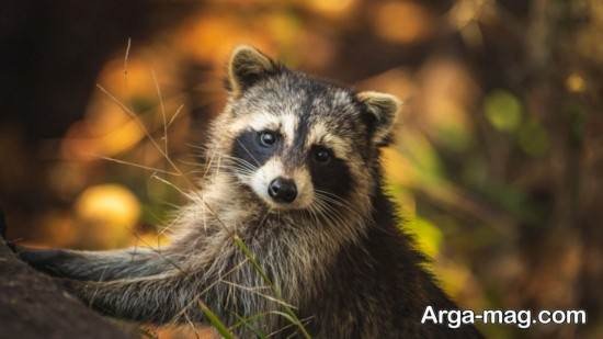  عکس حیوان راکون واقعی