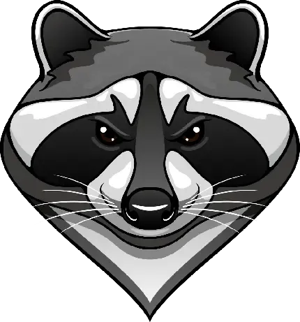  عکس راکون کارتونی