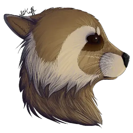  عکس راکون کارتونی