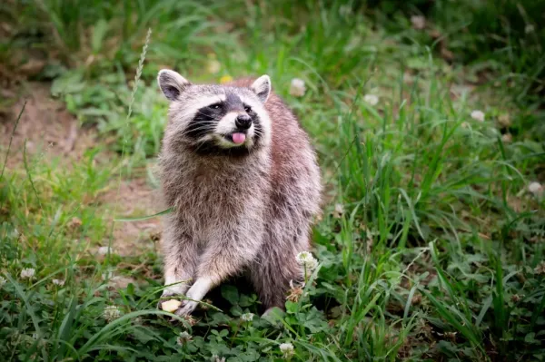 عکس راکون و راسو