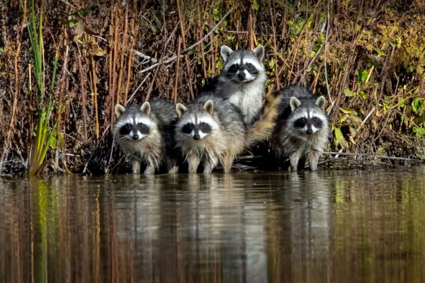 عکس راکون و راسو