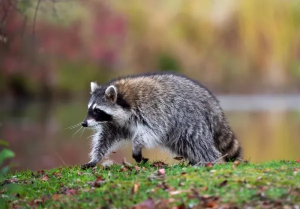  عکس راکون برای پروفایل