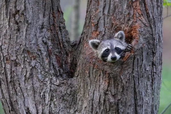 عکس راکون و راسو