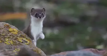 عکس های راسو واقعی