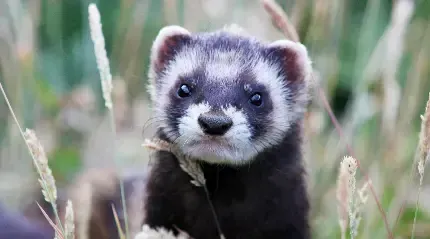  عکس های راسو واقعی