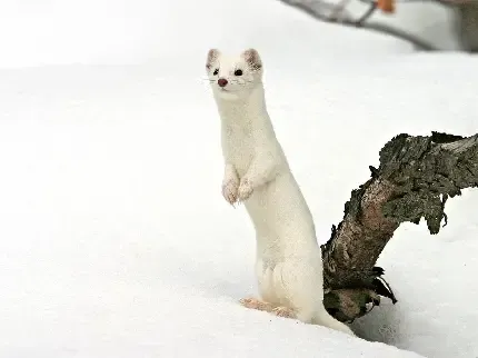  عکس های راسو واقعی