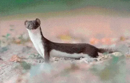  عکس های راسو واقعی