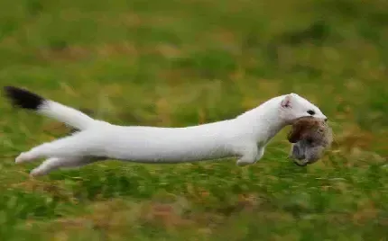  عکس های راسو واقعی