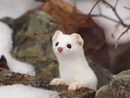  عکس های راسو واقعی