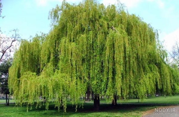عکس درخت بید مجنون برای پروفایل