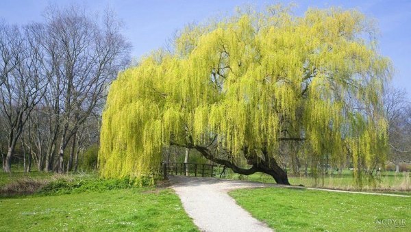  عکس درخت بید مجنون برای پروفایل