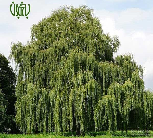  عکس درخت بید مجنون برای پروفایل