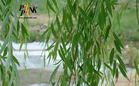  عکس درخت بید مجنون برای پروفایل