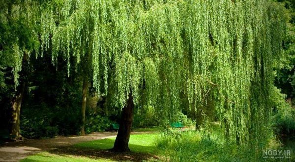  عکس درخت بید مجنون برای پروفایل