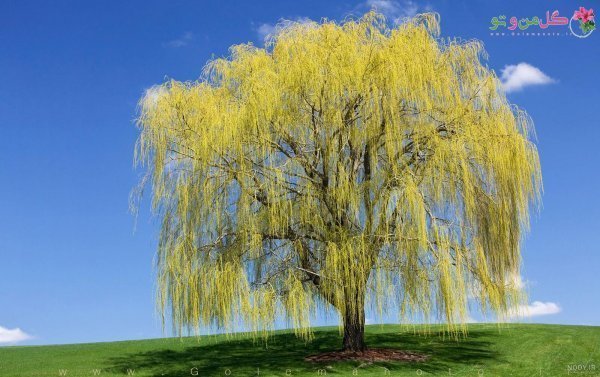  عکس درخت بید مجنون برای پروفایل