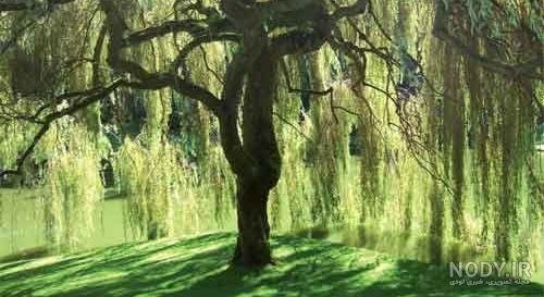  عکس درخت بید مجنون برای پروفایل