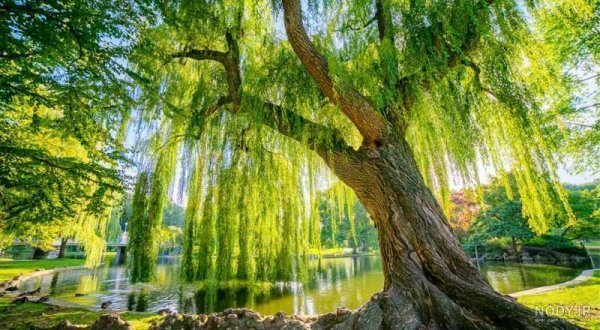  عکس درخت بید مجنون برای پروفایل