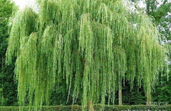  عکس درخت بید مجنون برای پروفایل