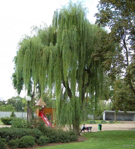  عکس درخت بید مجنون برای پروفایل