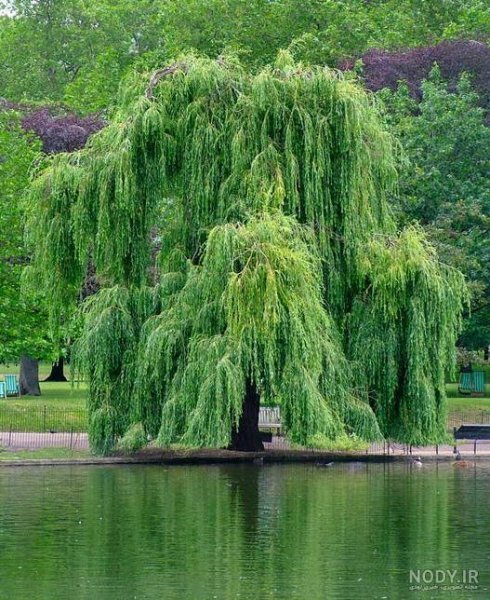  عکس درخت بید مجنون برای پروفایل