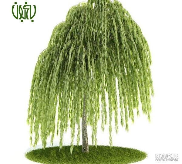  عکس درخت بید مجنون برای پروفایل