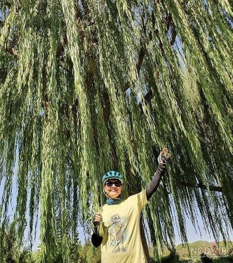  عکس درخت بید مجنون برای پروفایل